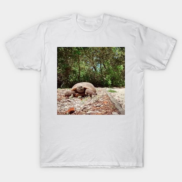 gopher tortoise T-Shirt by sully_shirts